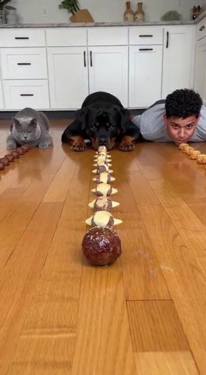 Oh my goodness 🤣 : #rottweiler #dogsofinstagram #dog #rottweilers # ...