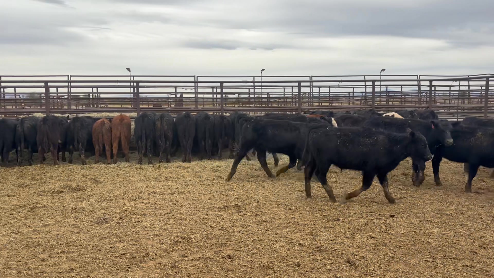 Sky 9 ranch all the bells and whistles | Marana Stockyards & Livestock ...