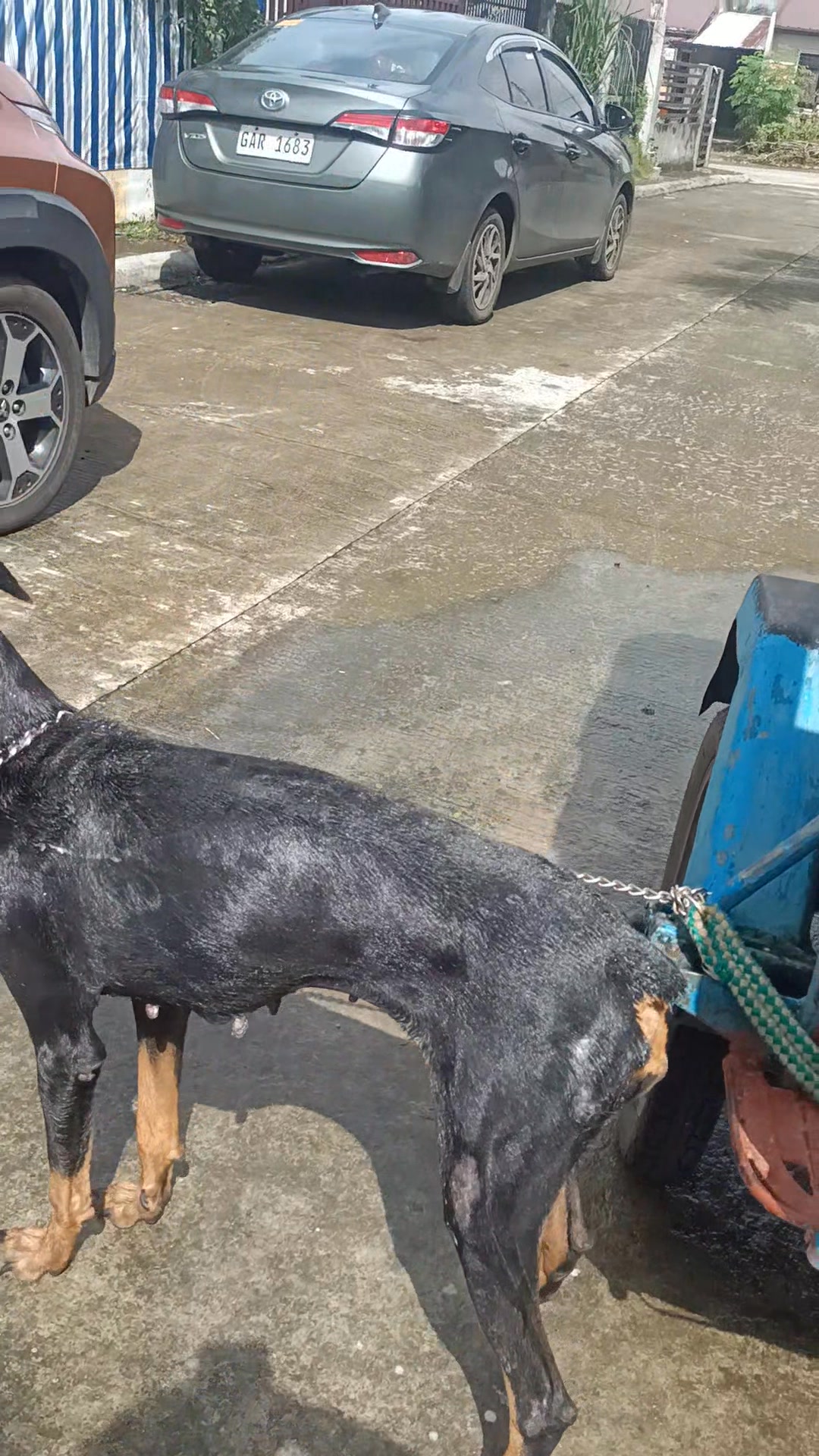 Ligo ta sa alaga aron dili lutoon unya humot pajud🦮🐕🦮 #animallover Good ...