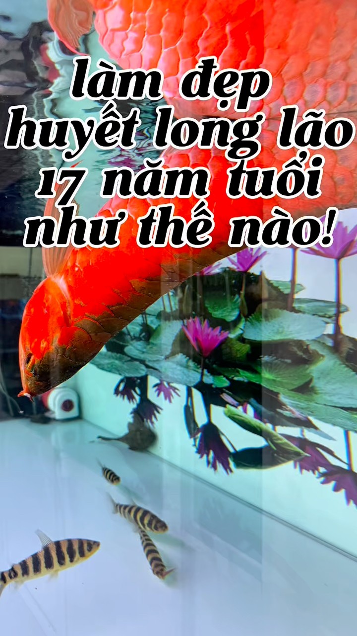 Làm đẹp huyết long lão 17 năm tuổi như thế nào! Please love pet # ...