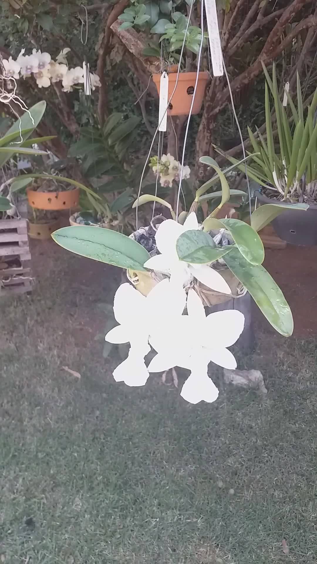 C. alaorii f. albescens (f. alba x self)