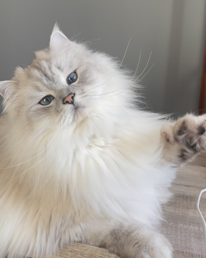 Merlin Ragdoll