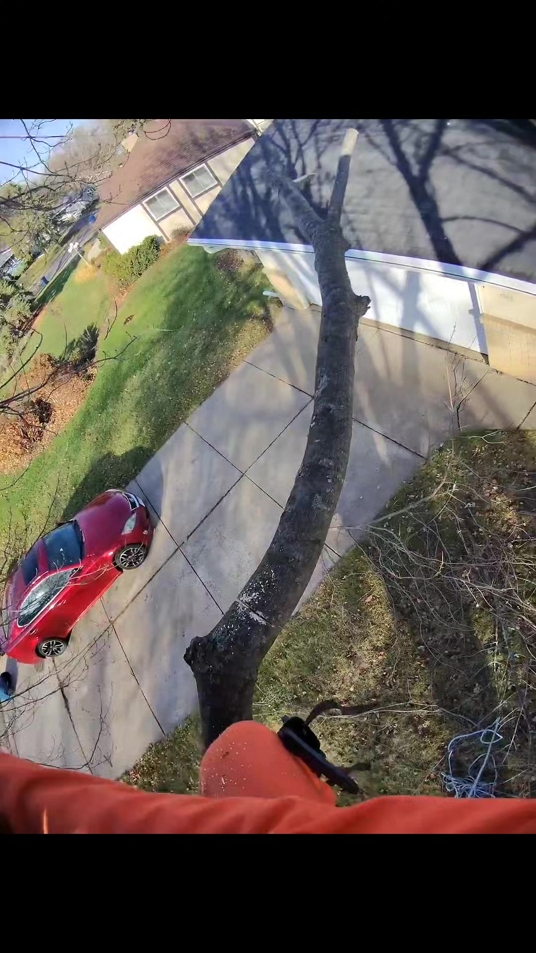 #viralreels #treeclimbing #treeworks #treeworker #chainsaw #treefelling ...