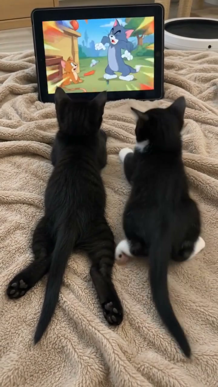 Love CATS (@official.LoveCATS) • Facebook