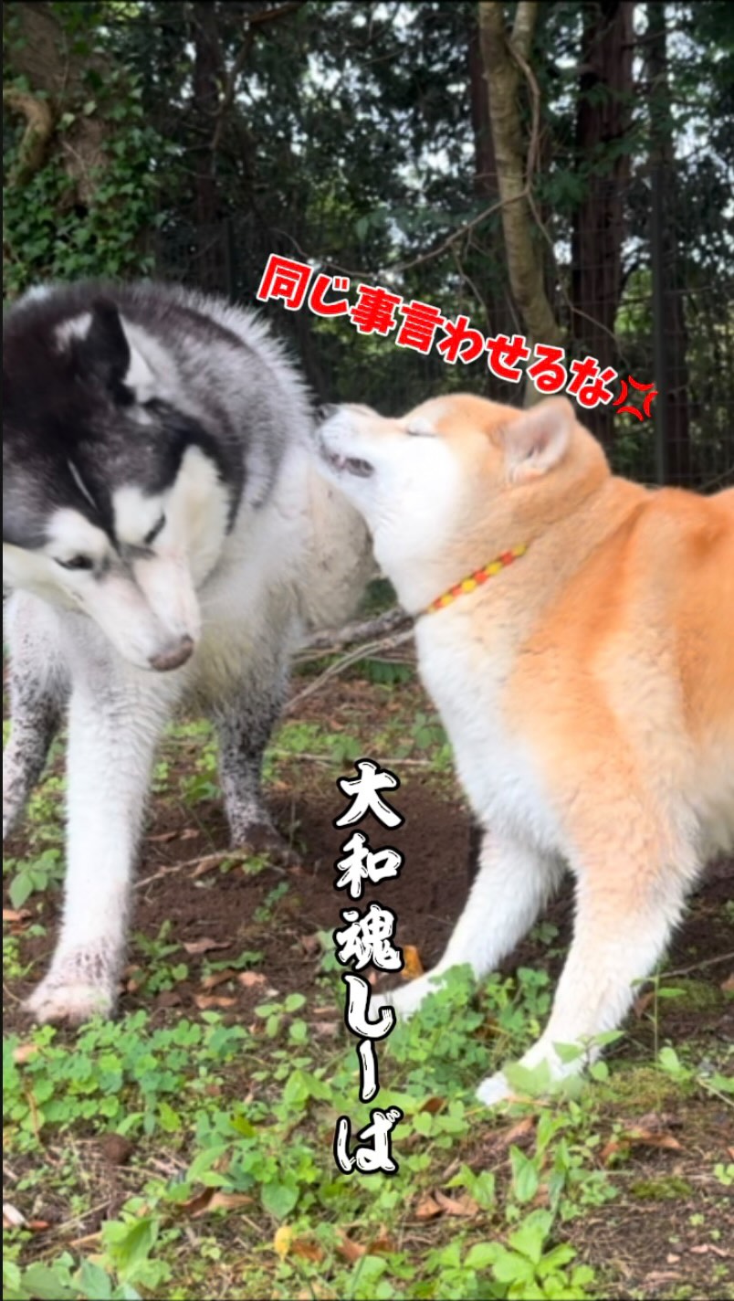 柴リアンハスキーもちごめ兄弟