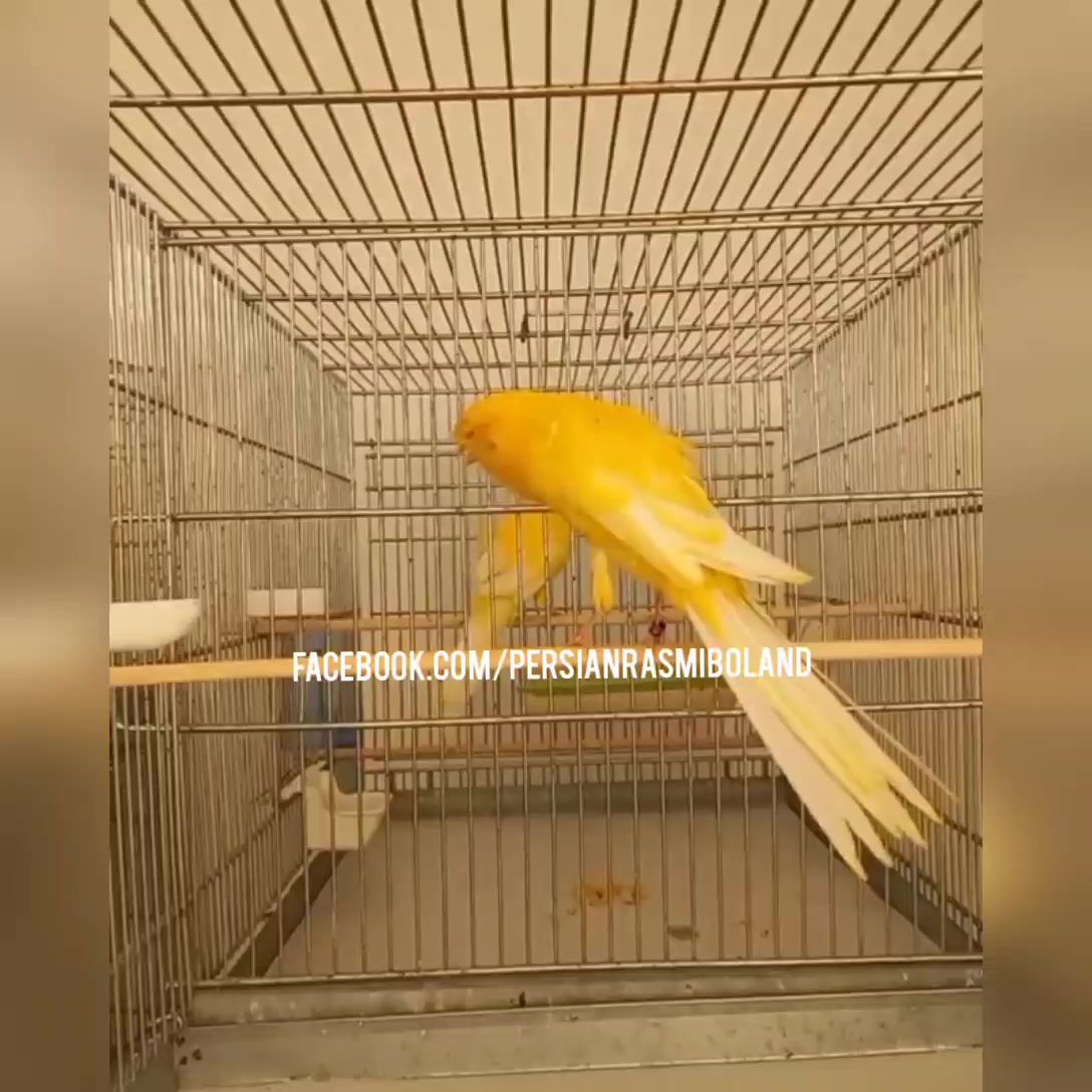 Persian Rasmiboland قناری رسمی بلند ایرانی