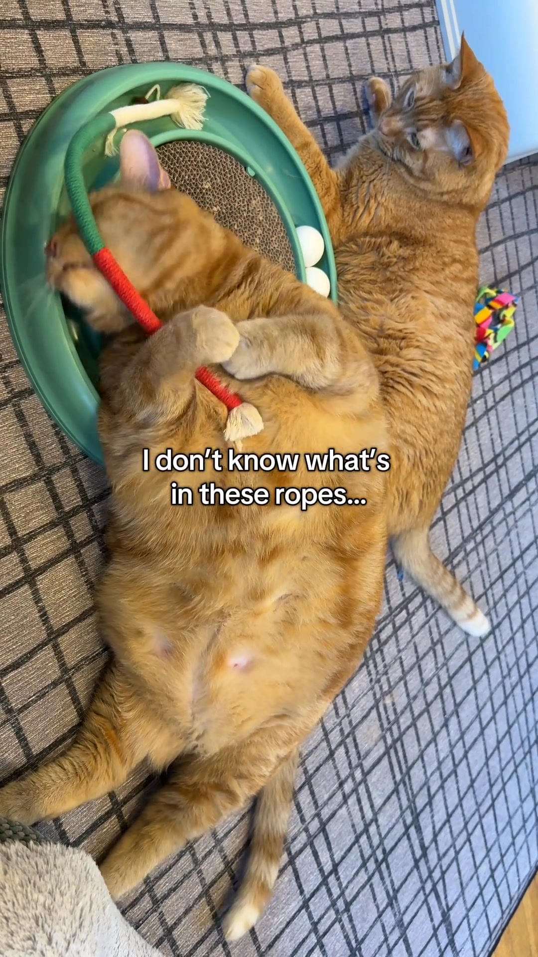 I don’t know what’s in these ropes… but every cat I’ve met acts like it ...