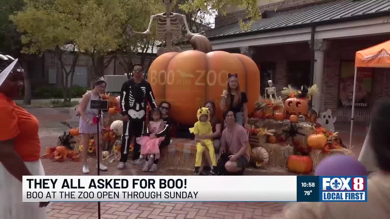 Audubon Zoo hosts annual Boo at the Zoo with costumed characters and ...