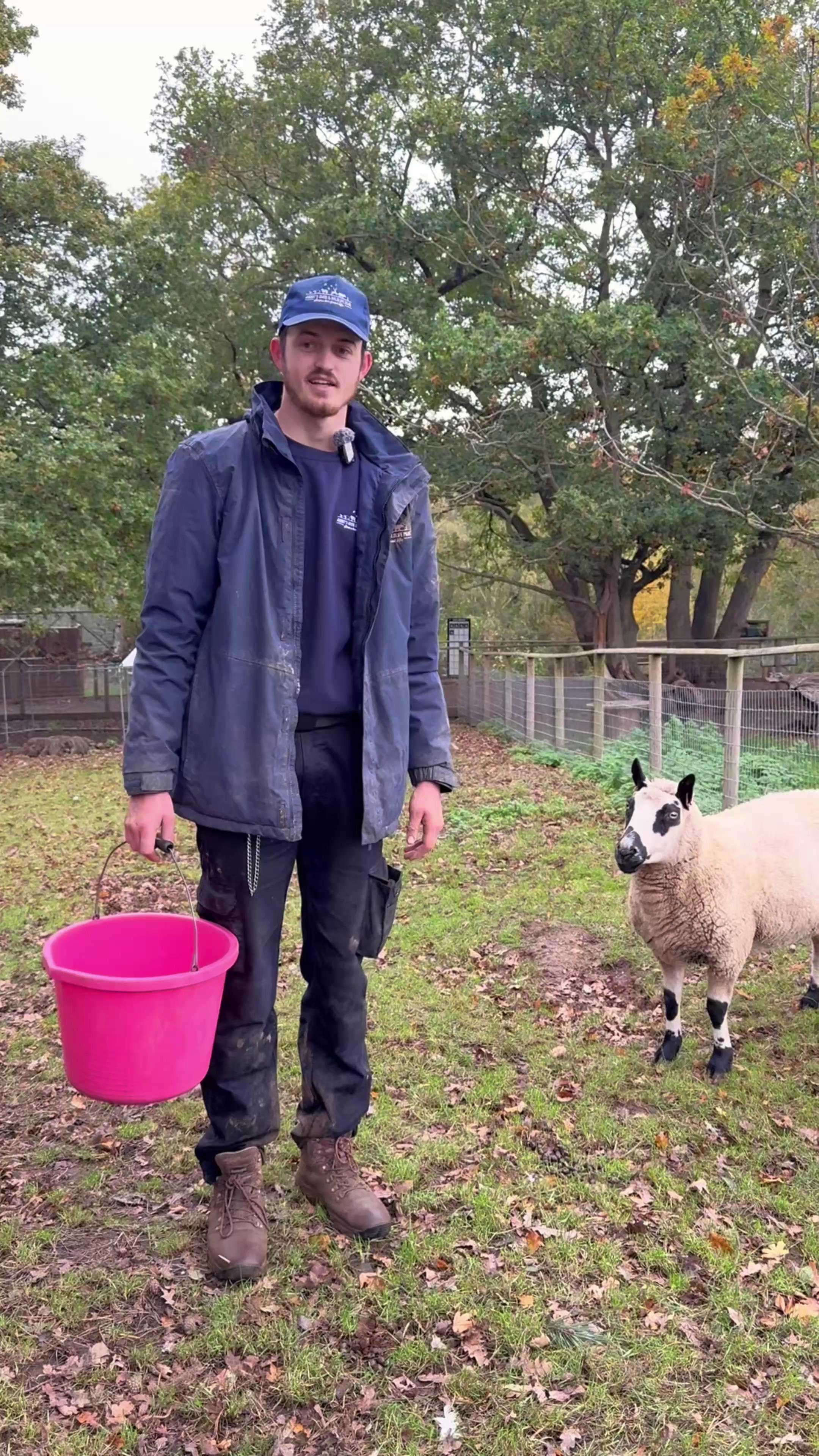Ranger Jack’s takes us through his morning routine on the farm 🐑🐖 From ...