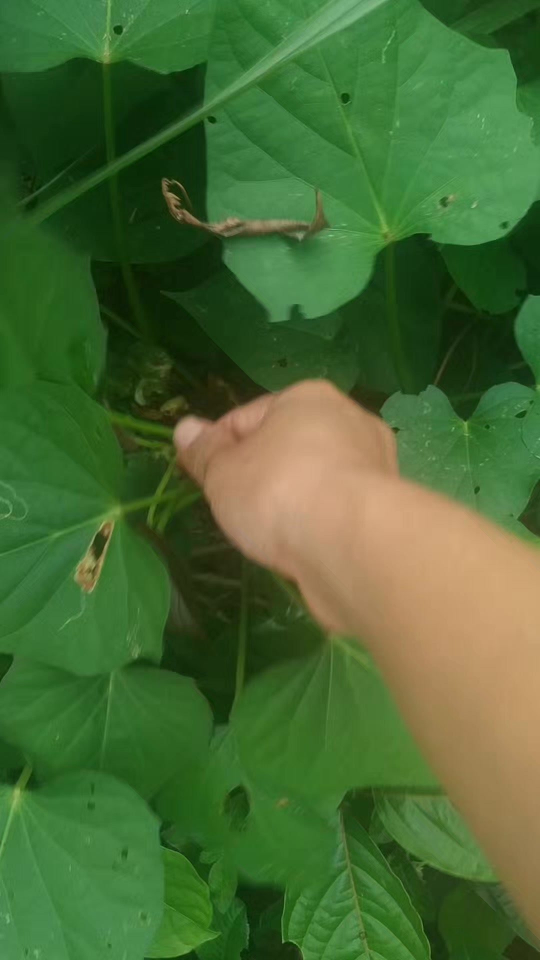 Daun ketela / tela rambat 😌 #tanamsayur #daunketela #daunubi # ...