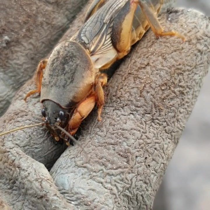 Dit kleine monstertje noemt men een veenmol. De veenmol is zowel nuttig ...