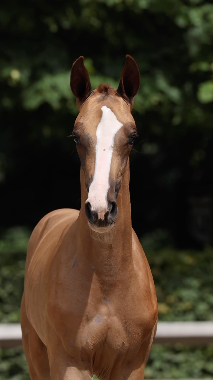 ⚡ First Point Break. First impression. 🐴 Lot 35 – Portofino Z