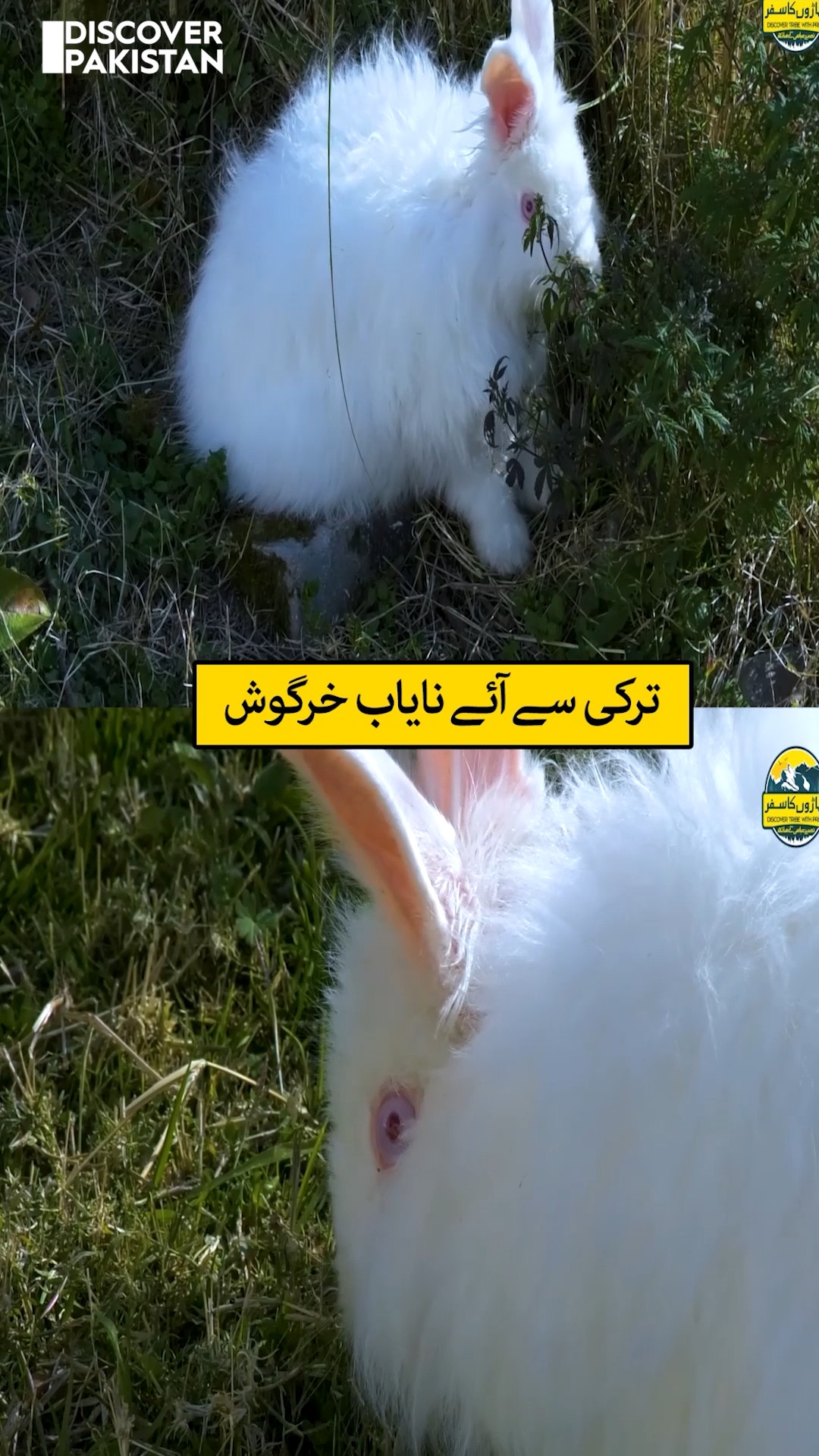 ترکی سے آئے نایاب خرگوش #Rare #rabbits #Turkey #whiterabbit #manshera # ...