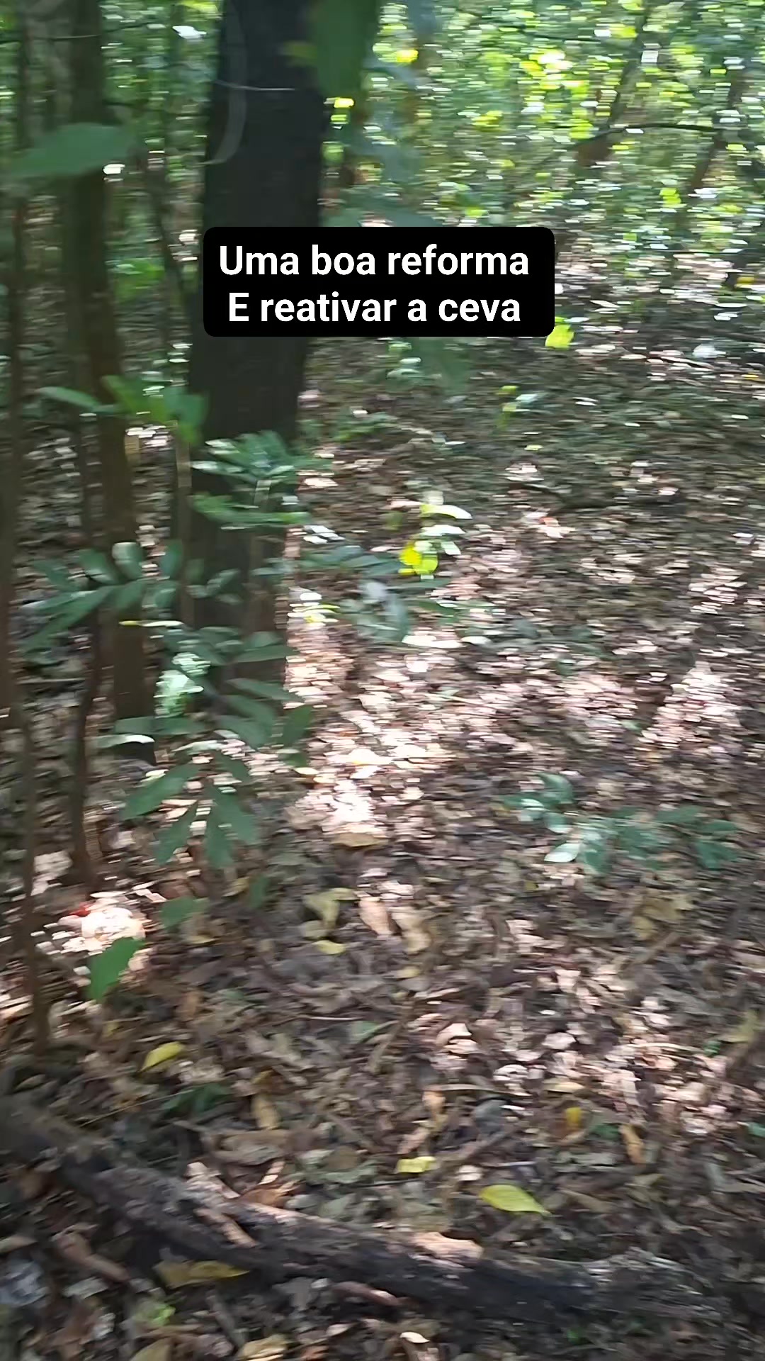 #manejo #do #javali Mas uma reativada para Esse novo ano de 2026 ...