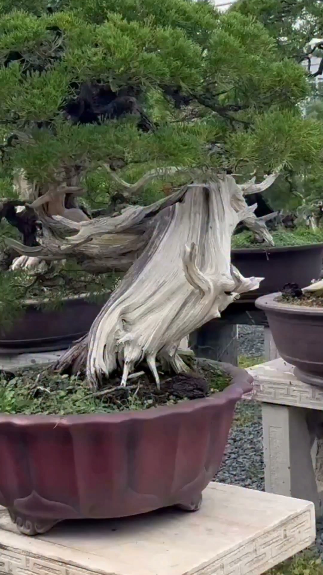 落葉 Kimura's Envy — Pots, Trees and Time At Yang Guisheng's garden