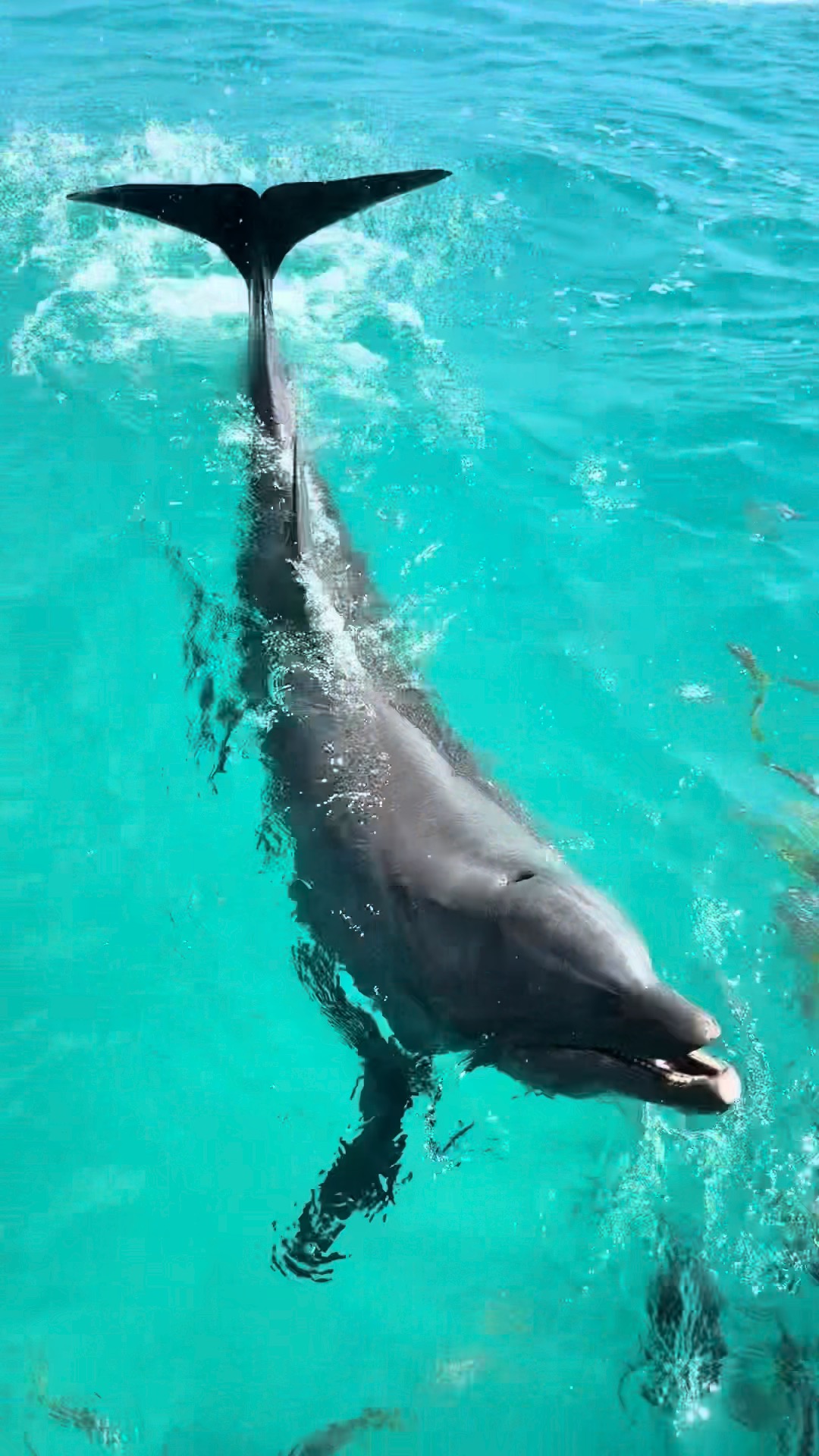 Did you know dolphins can learn shapes?? Shape discrimination is ...