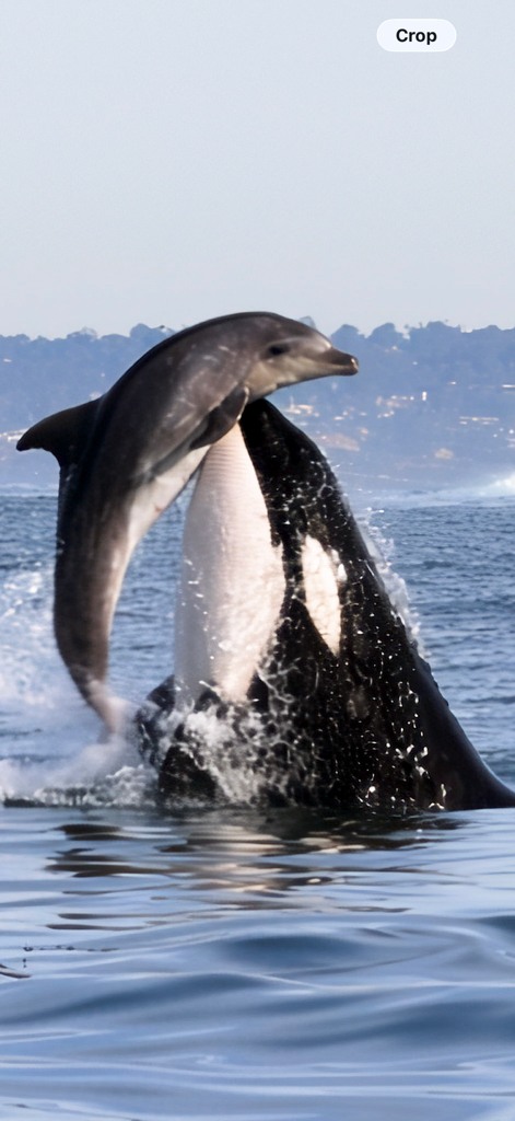 Killer Whale in Action 🎥: @bluelifewild Orcas are dolphins and