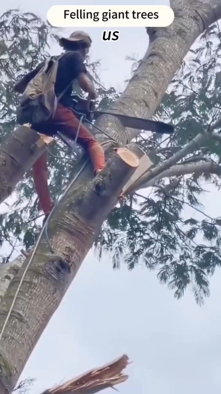 A Day in the Life of an American Logger 🌲💪 #satisfying #oddlysatisfying ...