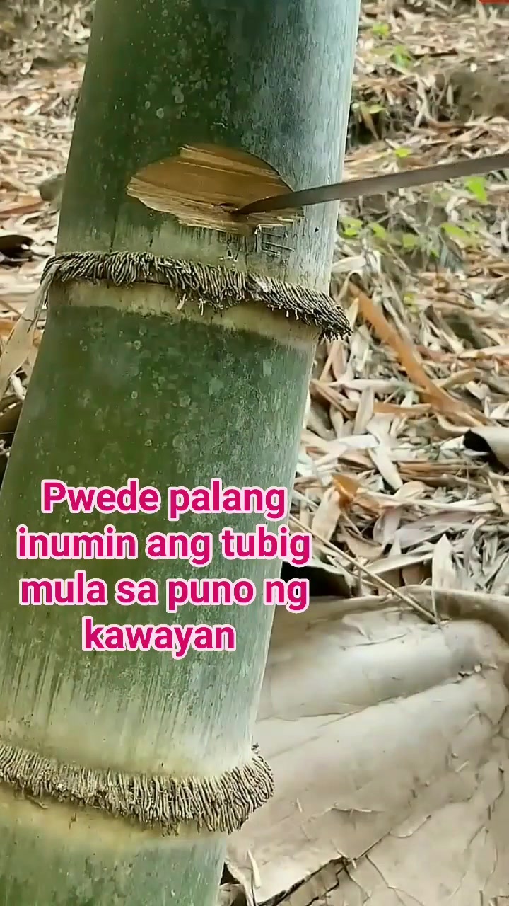 Pwede palang inumin ang tubig mula sa puno ng kawayan #everyone # ...