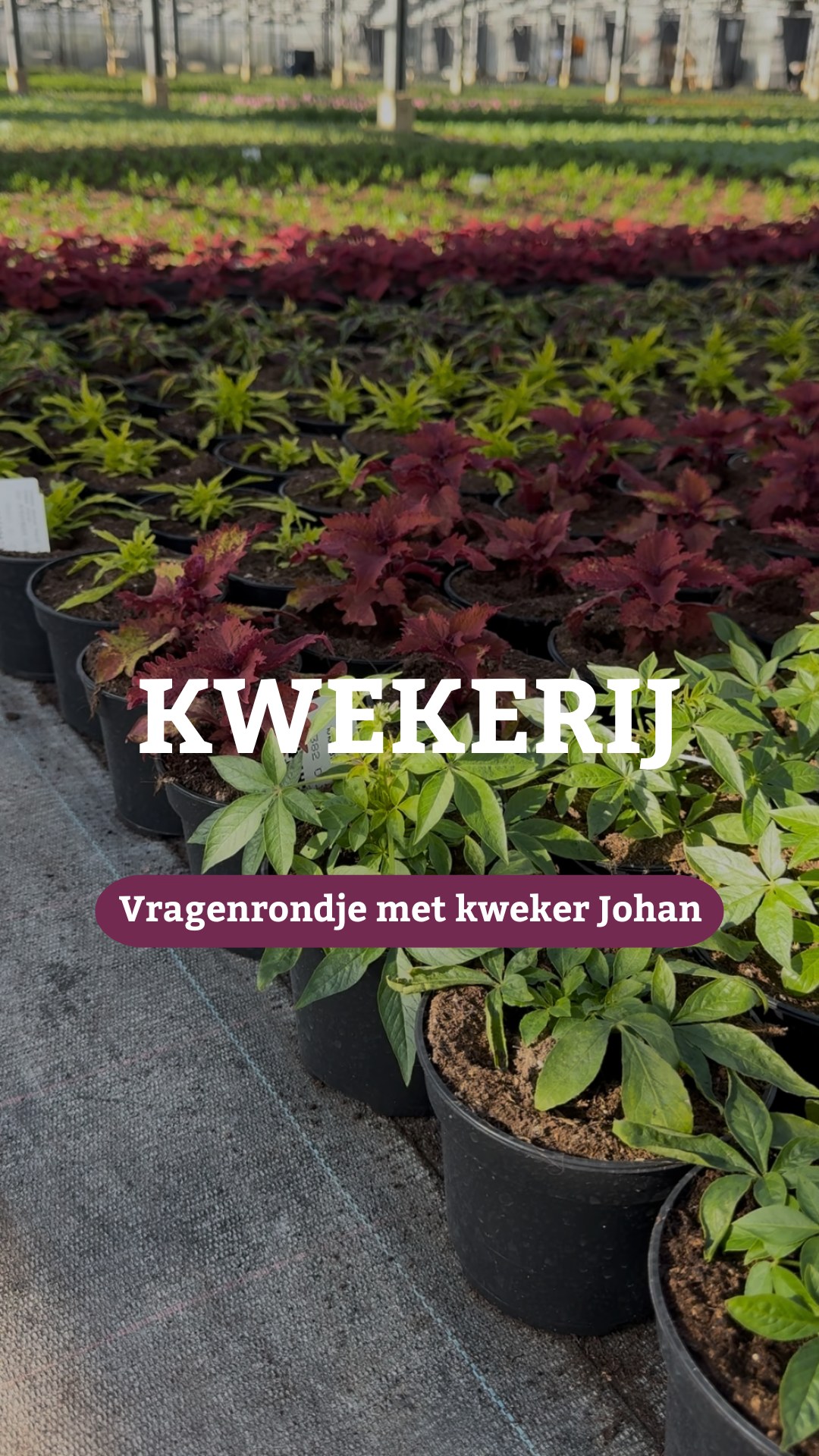 Tuincentrum BijStox | Heerlen