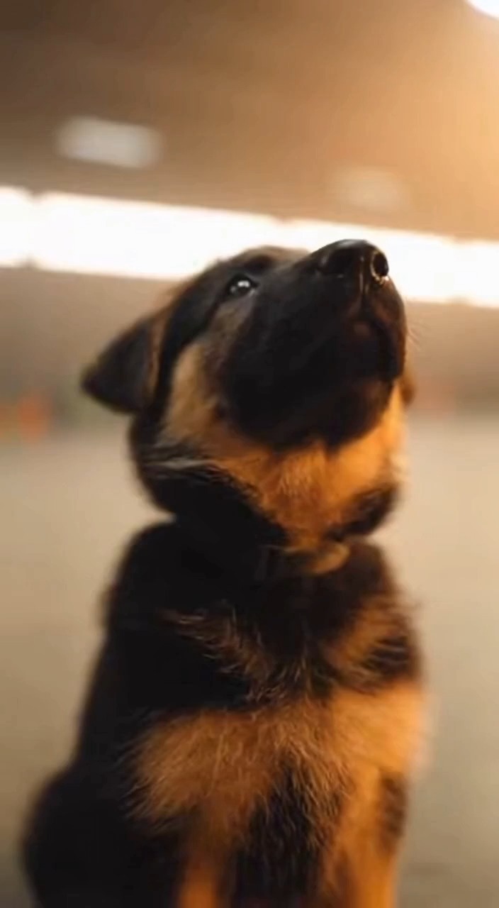 #rottweiler #dogsofinstagram #dog #rottweilers #rottie # ...