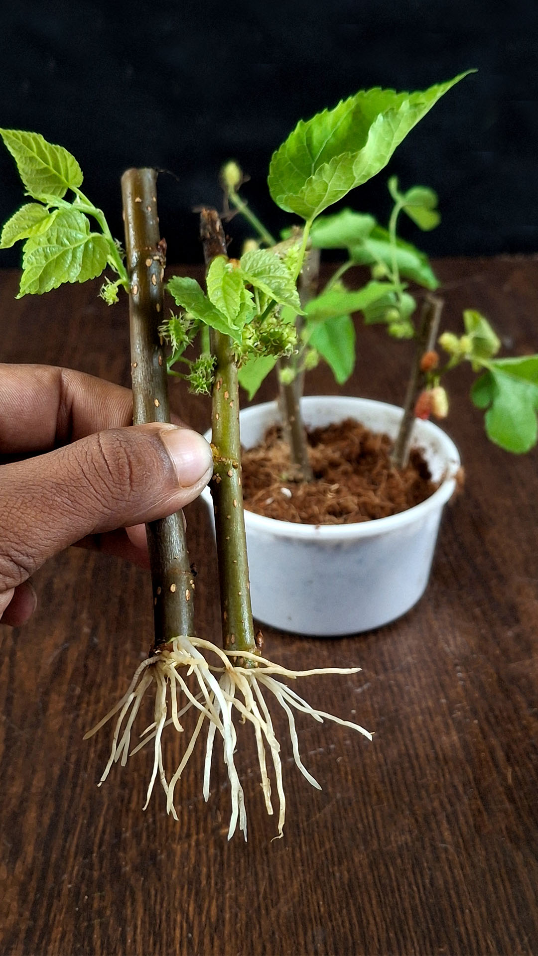 How to Grow Mulberry Tree from Cutting In a Papaya fruit #gardening # ...