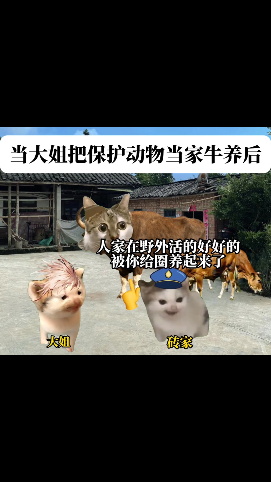 当大姐把保护动物当作家牛圈养后 #猫meme #抽象 #搞笑 | 小猫meme呀 | Facebook