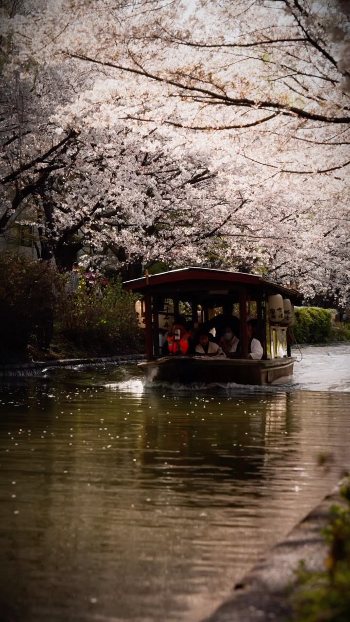 Four Seasons in Kyoto -京都の四季- Kyoto, Japan🇯🇵 📸@s_ken.ken