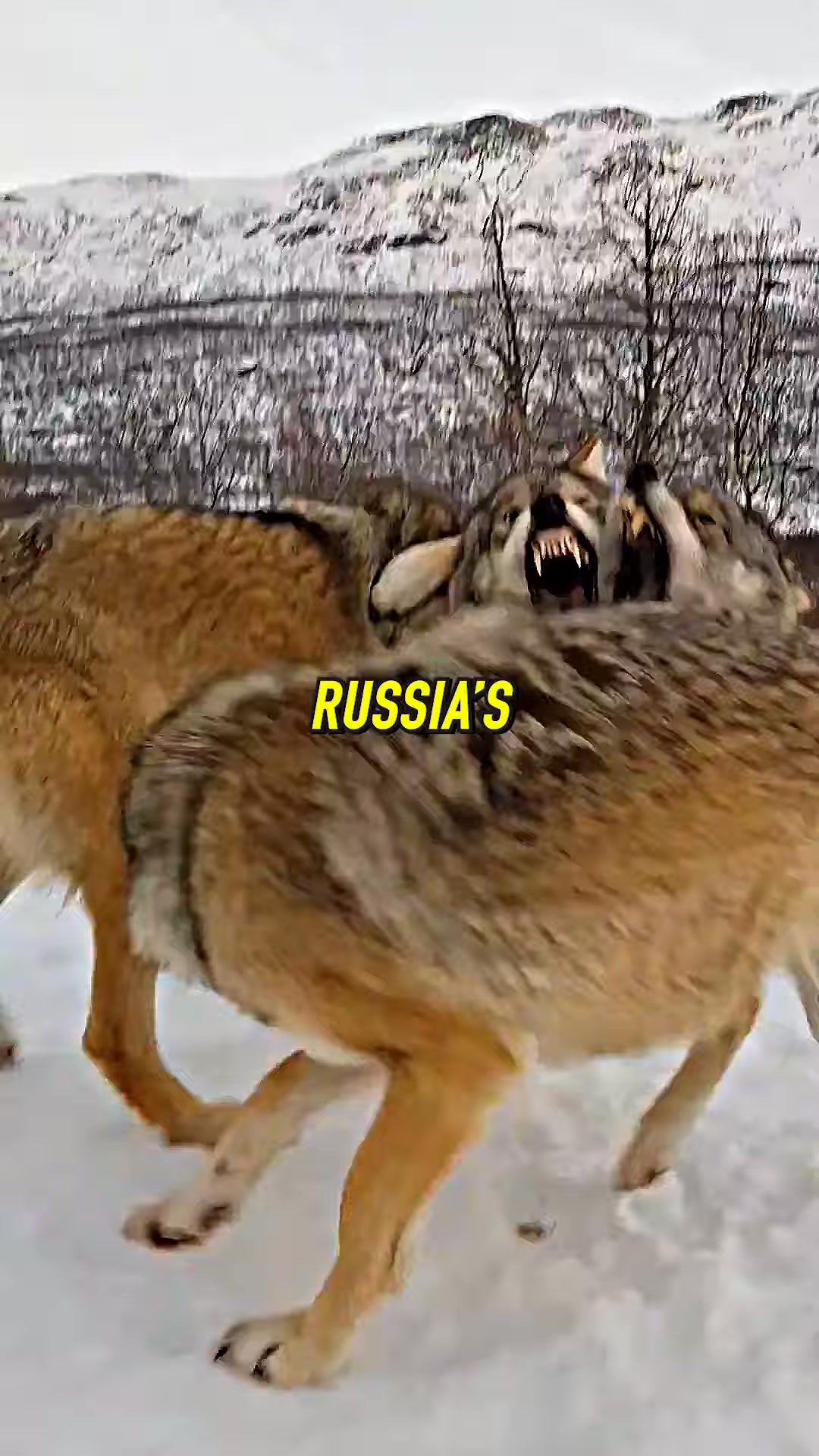 Joe Rogan On Wolves | The Joe Rogan Experience Fans | Facebook