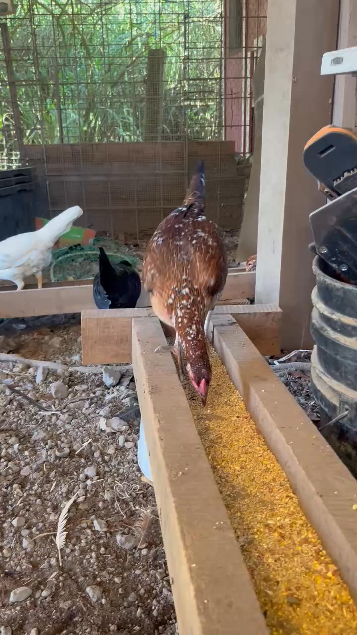 $175 • Hen Selling 2 spangle kelso hens $175 each Hens Chickens https ...