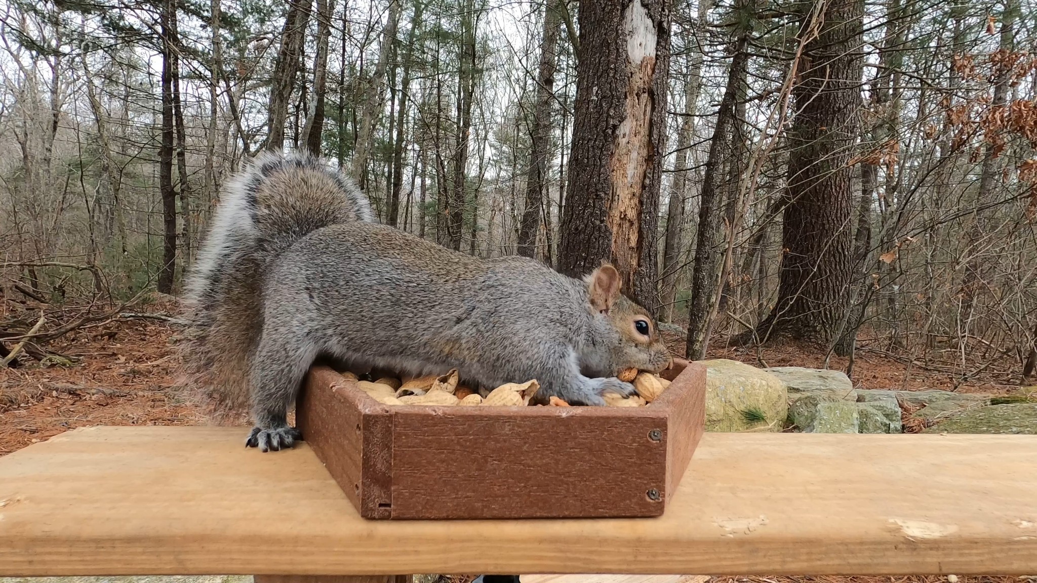 Squirrels, Blue Jays, Titmouse https://www.kingsyard.com/platform ...