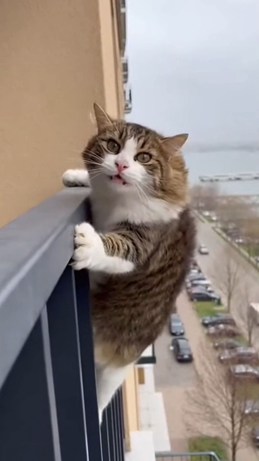 Just a few minutes' delay, and the cat wouldn't have survived 😿⏳ # ...