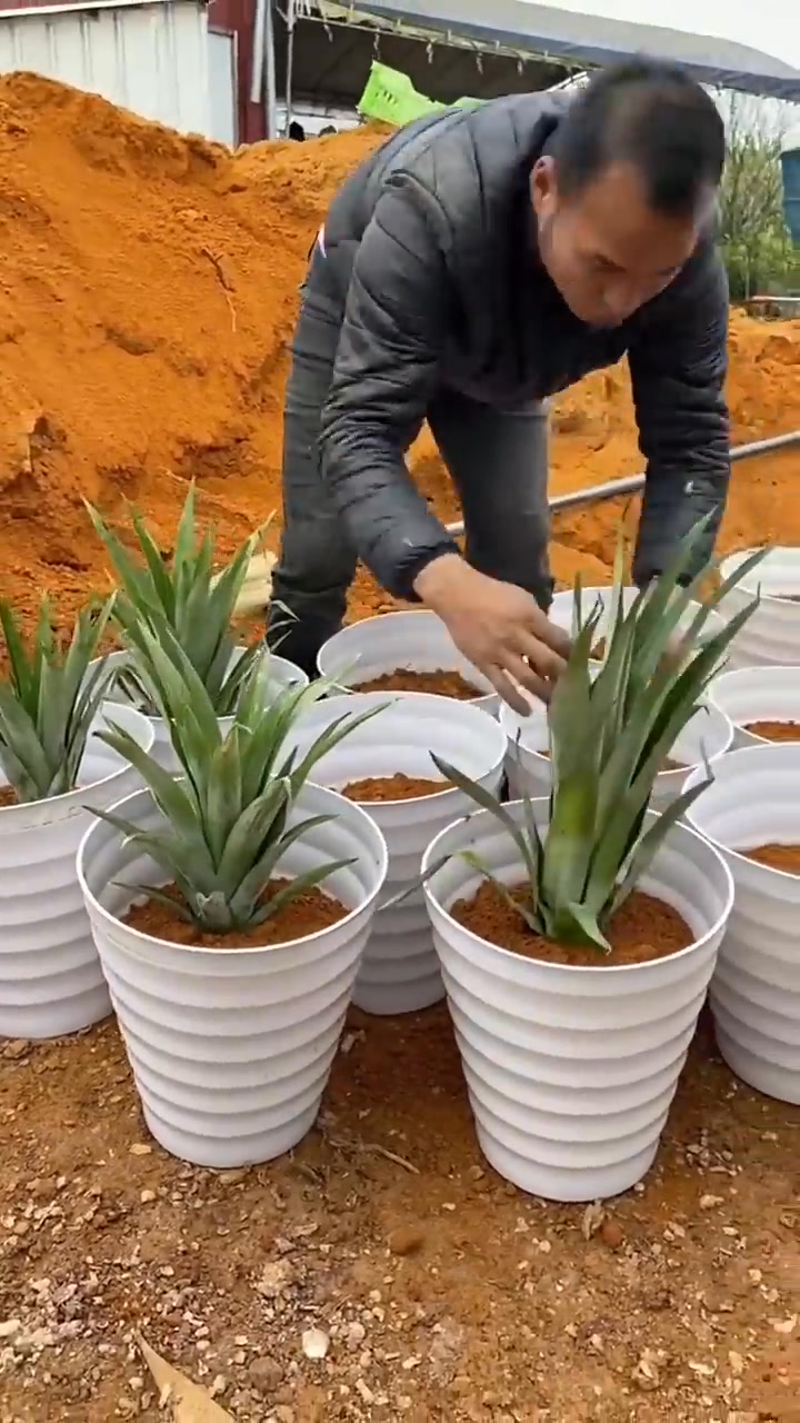 🍍 𝗚𝗶𝗮𝗻𝘁 𝗛𝘆𝗯𝗿𝗶𝗱 𝗣𝗶𝗻𝘆𝗮 𝗦𝗲𝗲𝗱𝗹𝗶𝗻𝗴𝘀 🌿 Eto, tinanim lang sa paso — pero ...