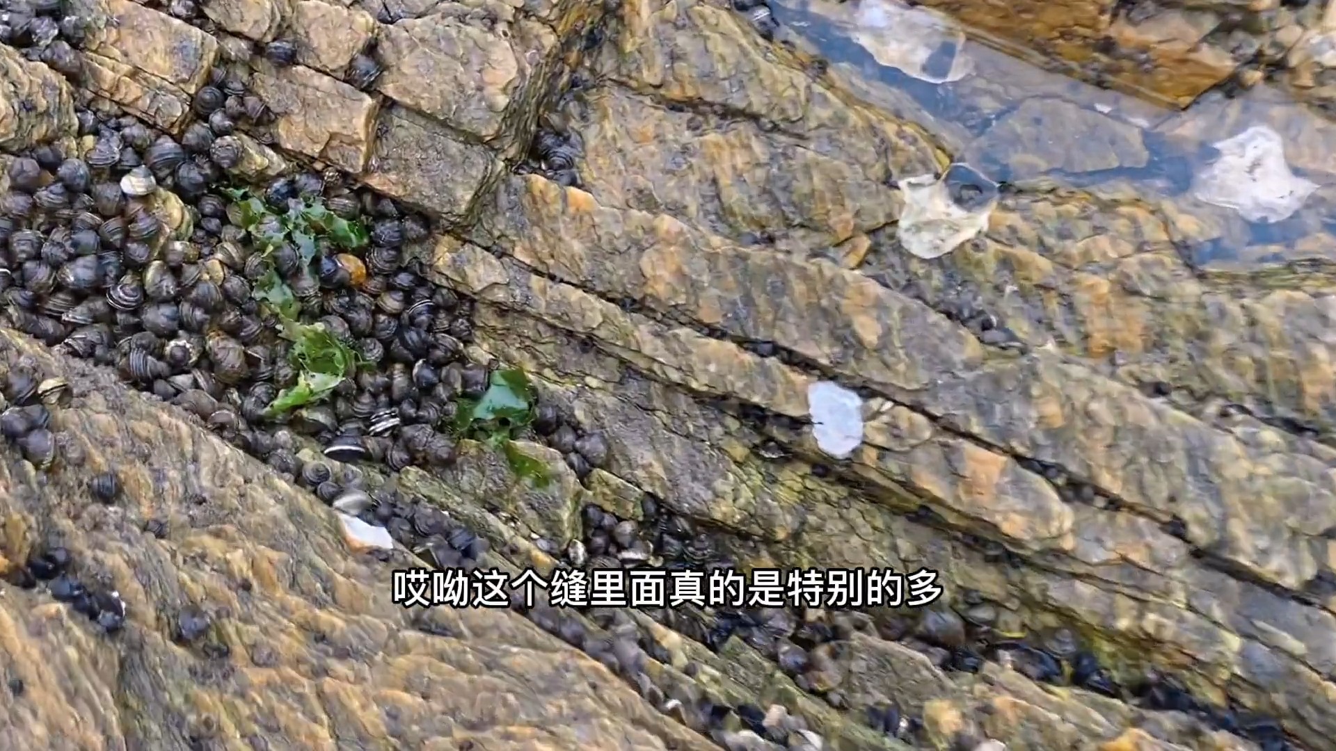 大浪把很多生猛海鲜拍打上岸，小章边走边捡！各个都是大货发财啦！#赶海 #海鲜 #八爪鱼 #石斑鱼 #龙虾 #寻宝 #赶海小章 | 赶海小章 ...