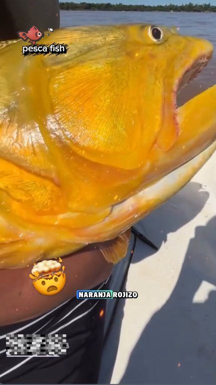 Lo más distintivo es su color amarillo naranja intenso con reflejos ...