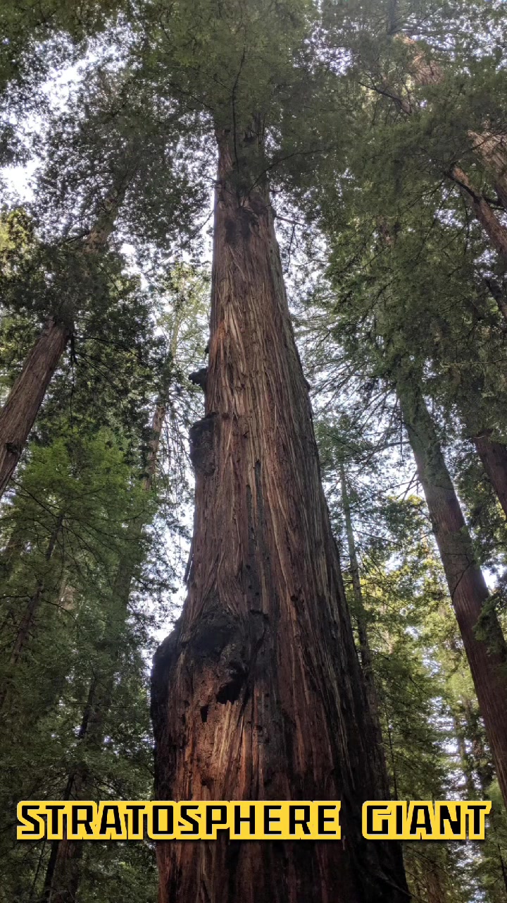 Discover the Top 5 Longest Trees in the World — the tallest giants ever ...