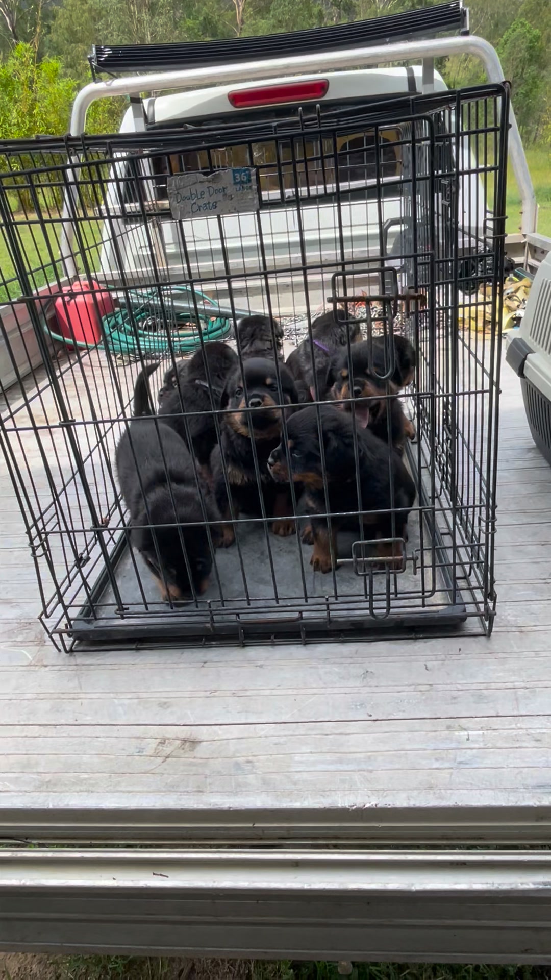 Growler Rottweilers on Reels | Facebook