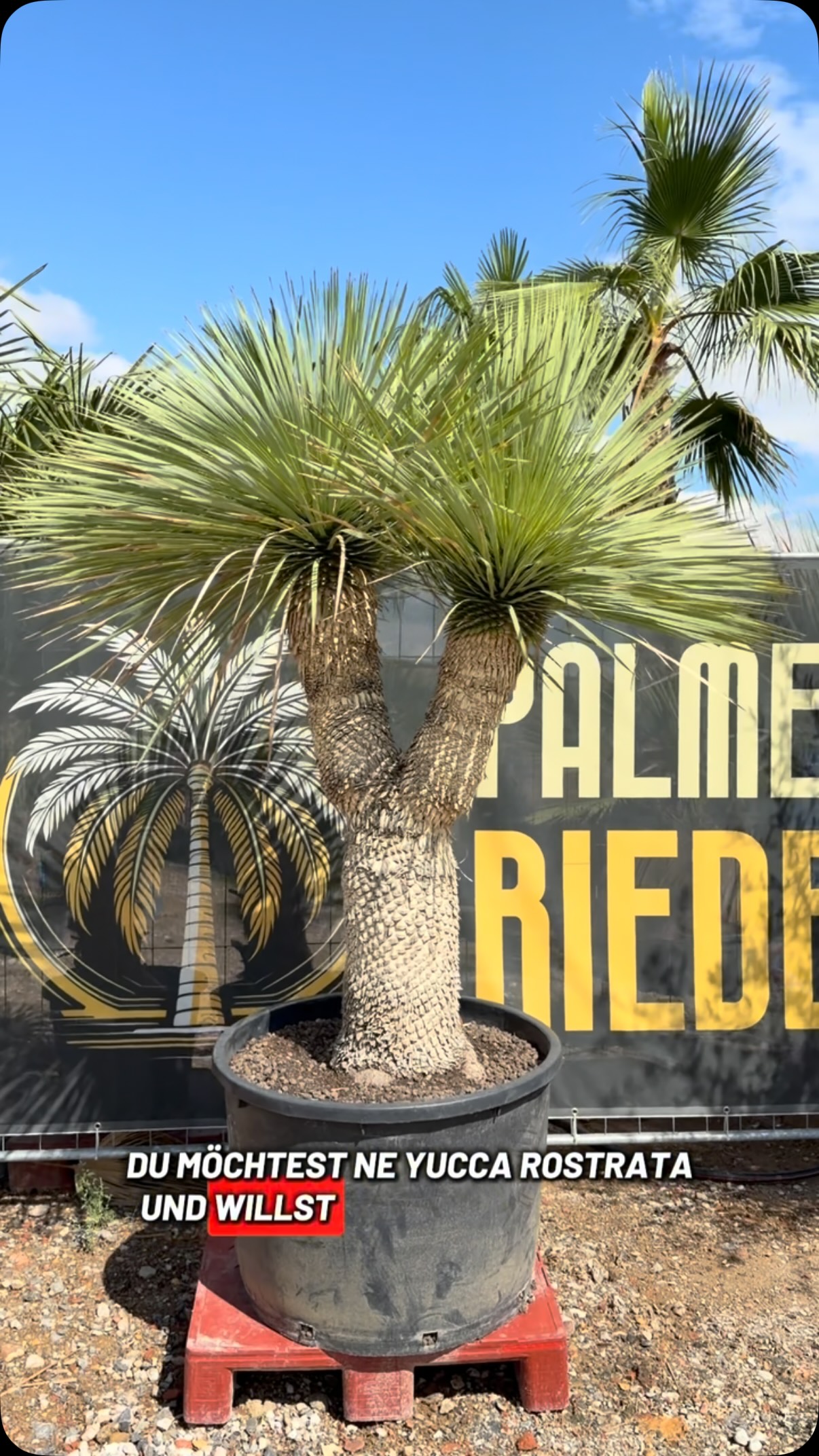 Palmen Riedel