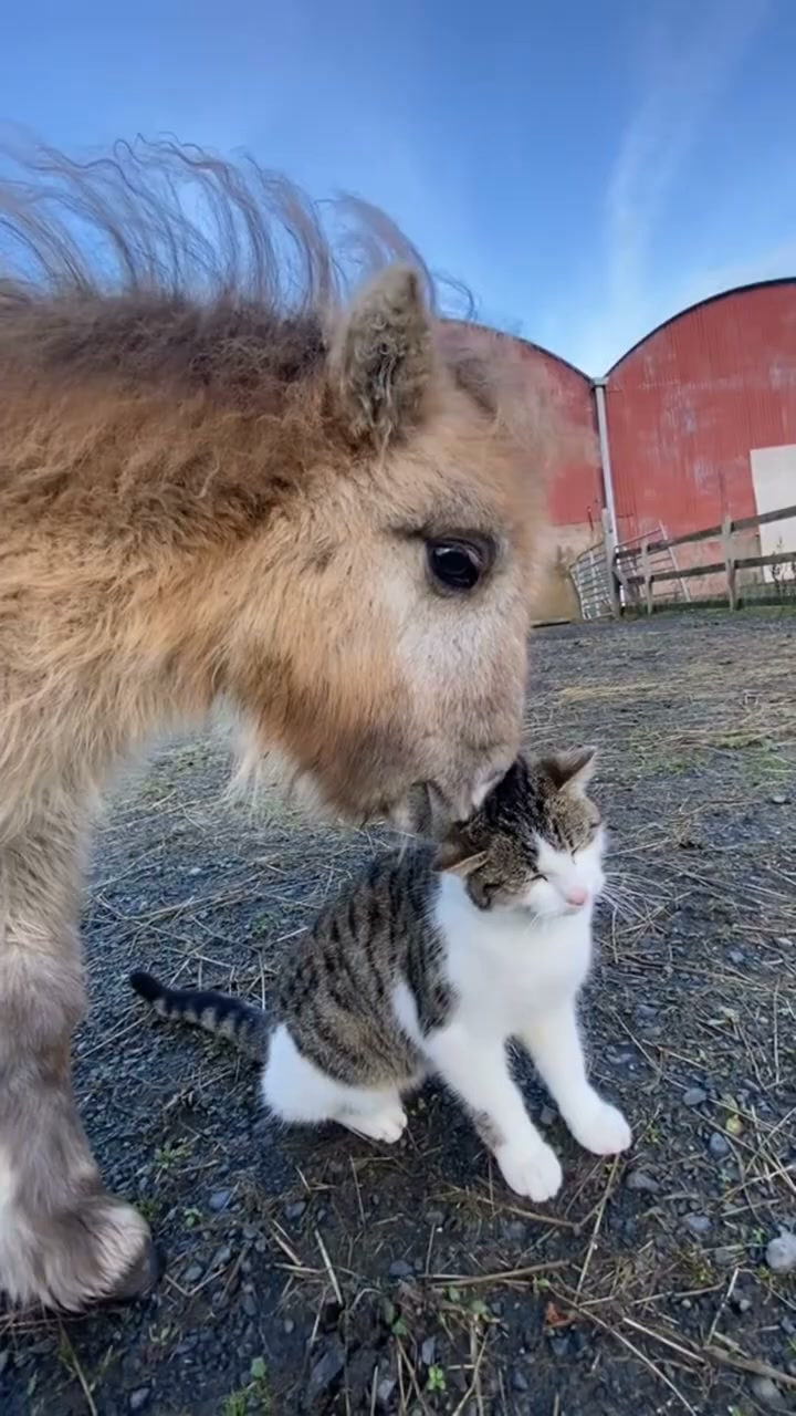 Horses and cats… somehow they just understand each other. 🐴🐱