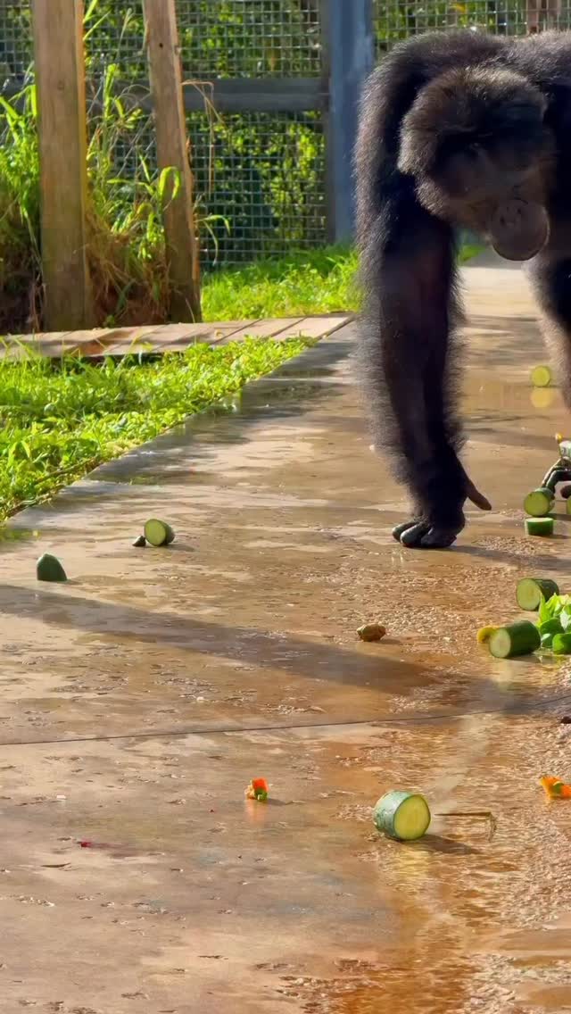 Walden enjoying his morning forage on the patio! #chimpanzee # ...