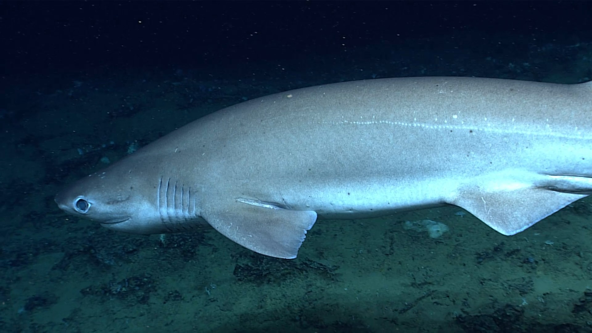 Bluntnose Sixgill Shark | NOAA Ocean Exploration