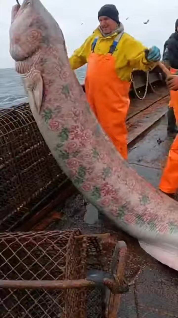 This giant eel is very beautiful but scary !! #fish #eel #rare #sora ...