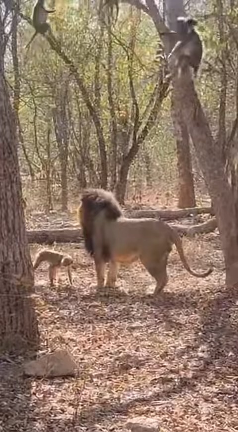 Monkeys vs Lion 🐒🦁 | Real Mobile Footage from the Jungle #reelsfyp # ...