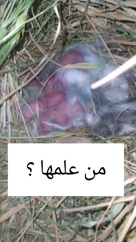 من الحاجات الغريبة الي مش لاقيلها تفسير هي الفطرة ، في معلومات عن ...
