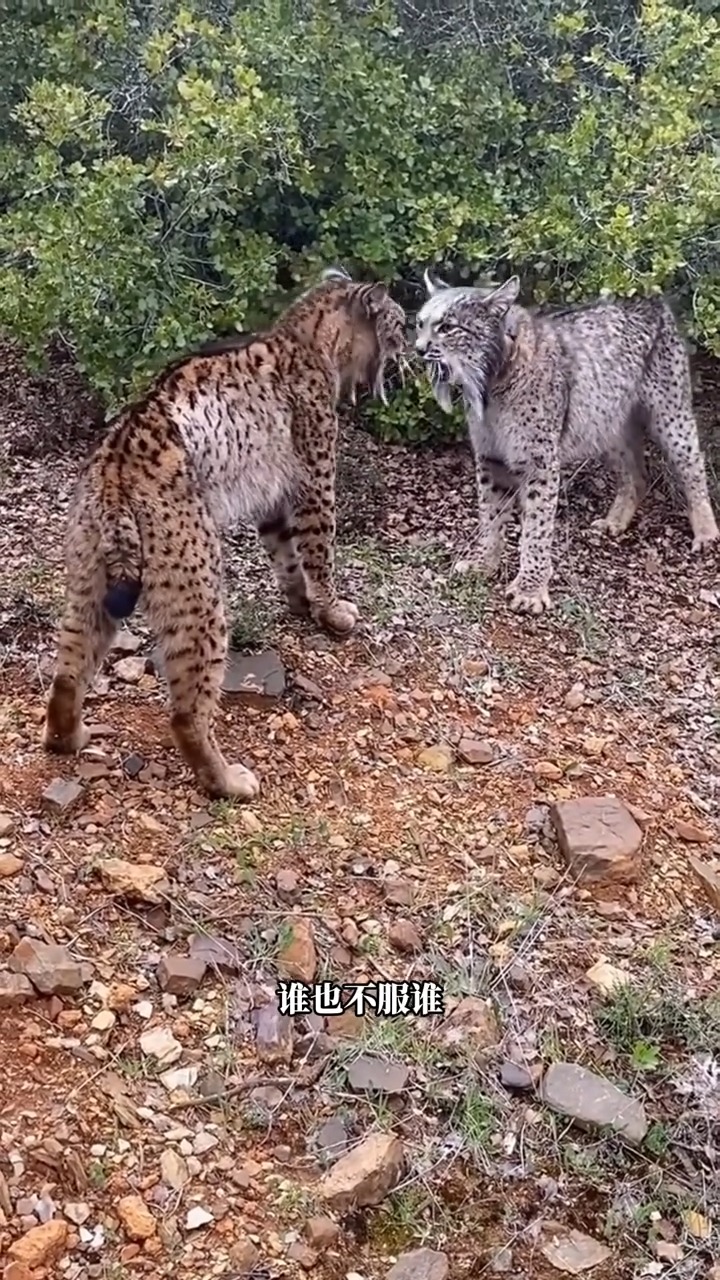 大脸猫猞猁 猞猁的头上虽然没有长角，但是... #搞笑動物解說 #動物科普 #動物世界 #神奇動物 #搞笑科普 #知識 #科普 | 神奇動物 ...