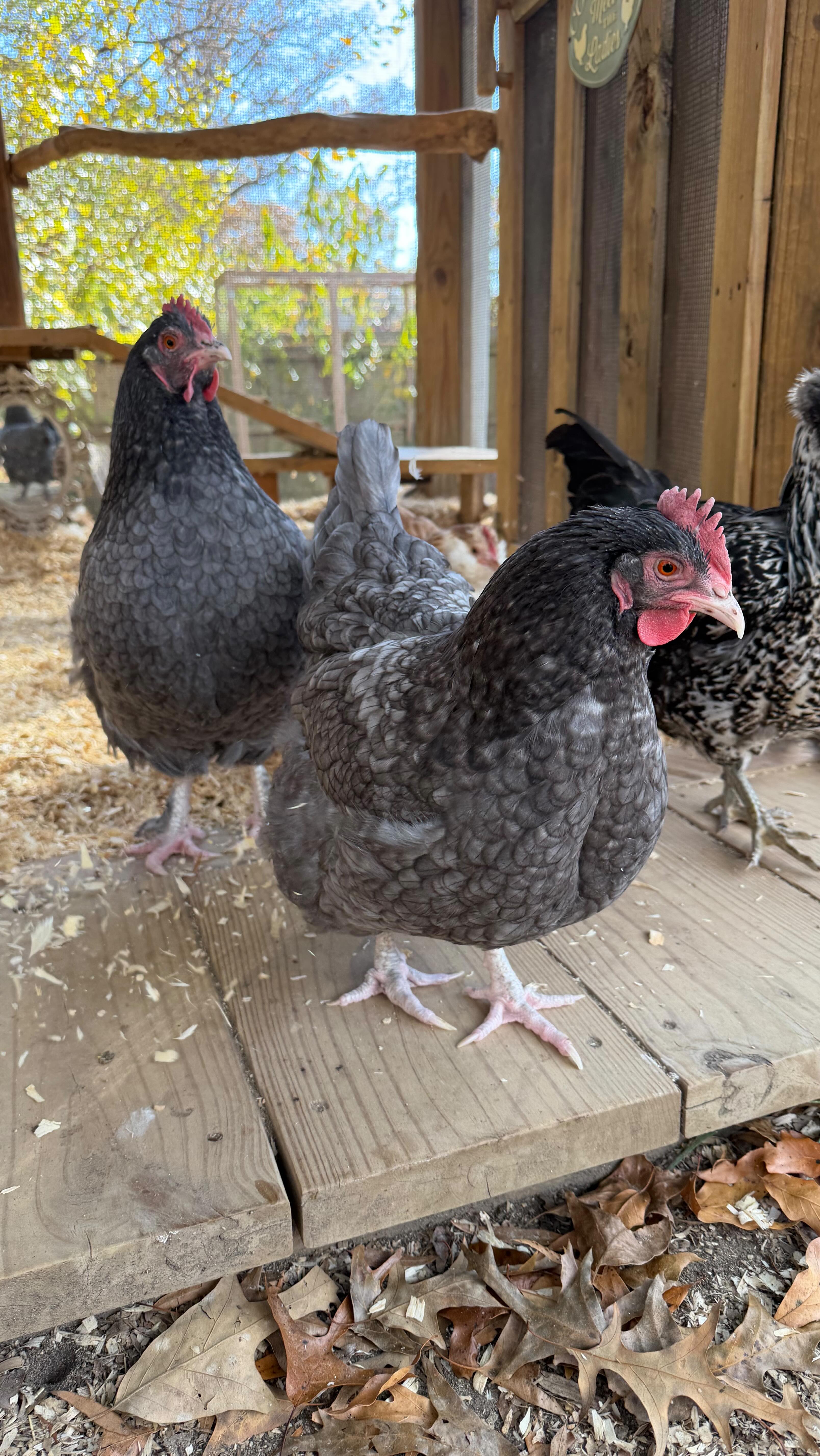 ⭐️ Prudence and Rita had a little friend join them for their evening ...