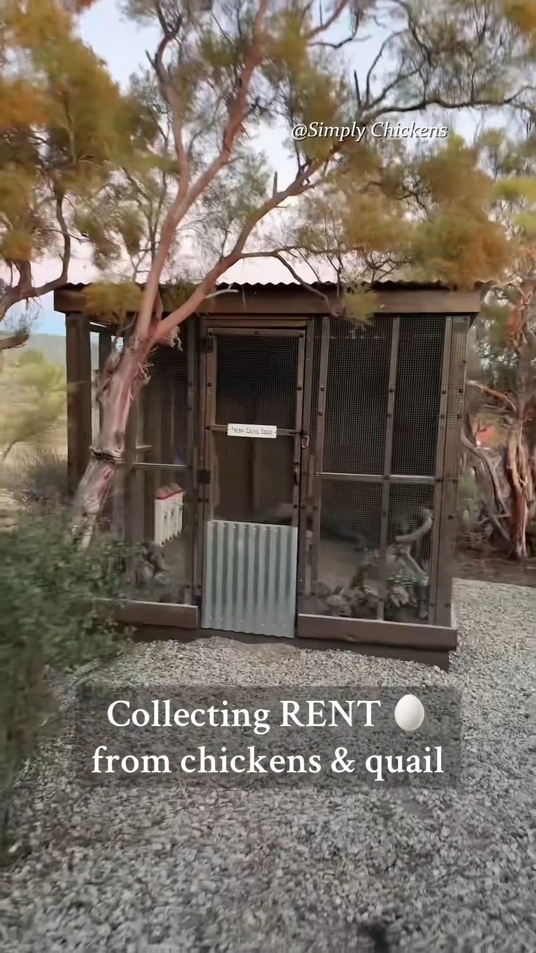 Part 1 Collecting rent from my chickens & quail! 💰🥚 #rent #eggs # ...