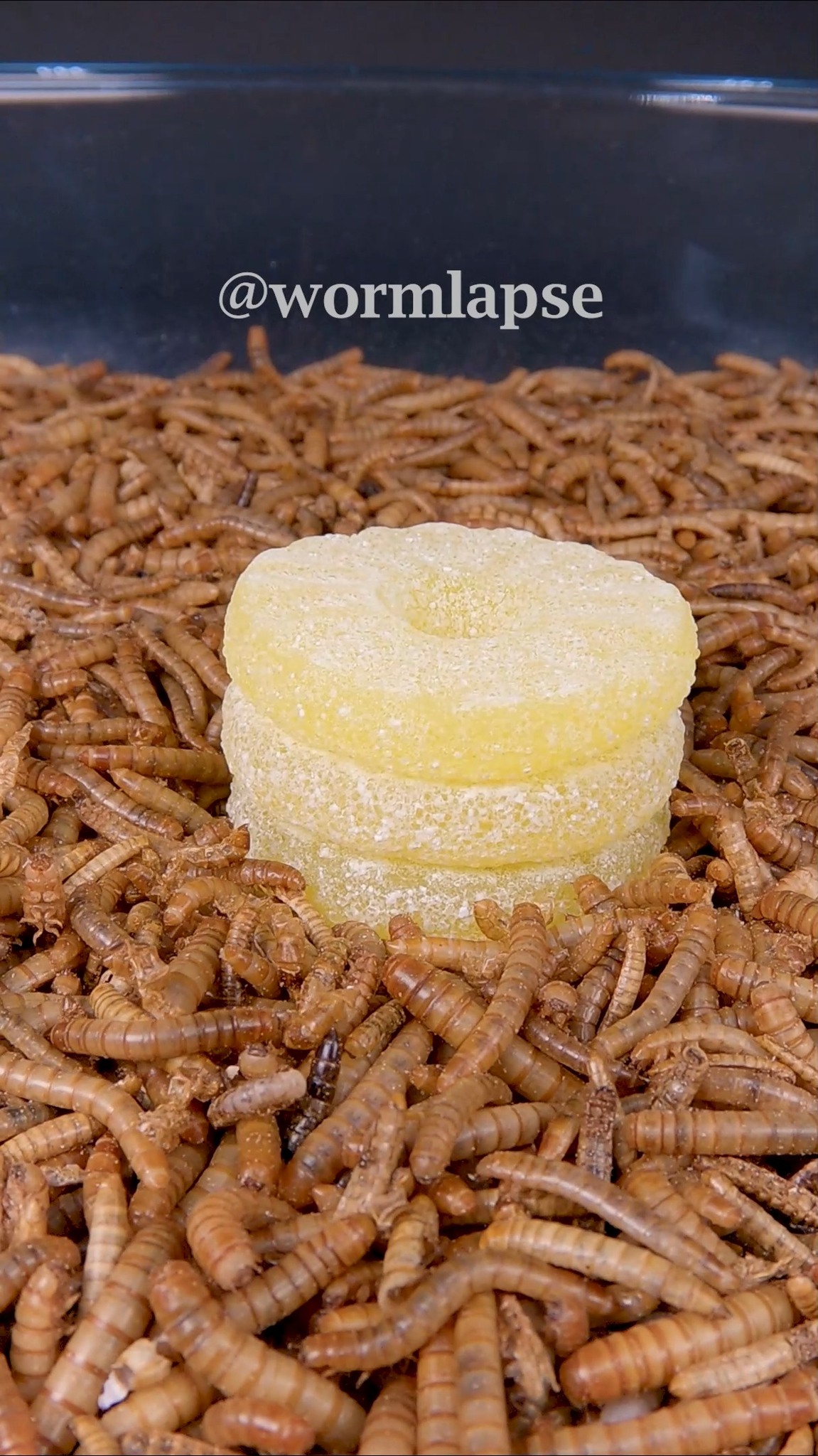 10 000🐛Mealworms vs. Sour Candy🍬 #mealworms #Timelapse #insects ...