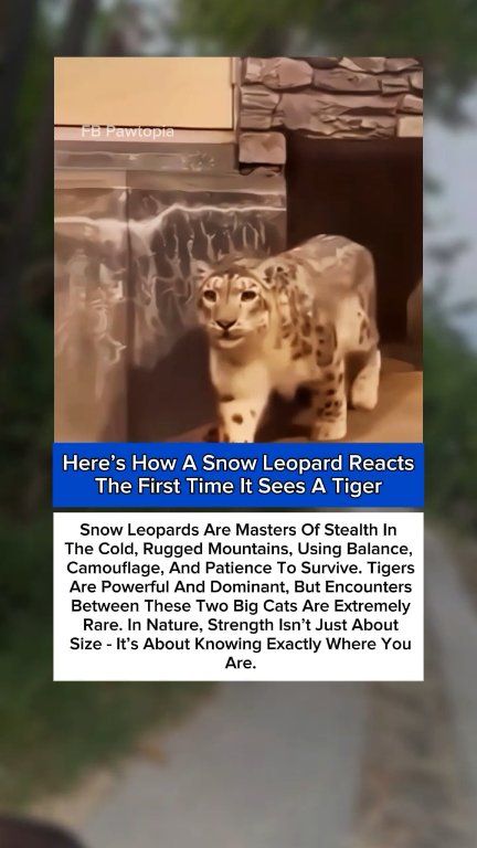 Snow leopards are among the hardest predators to spot on Earth ...