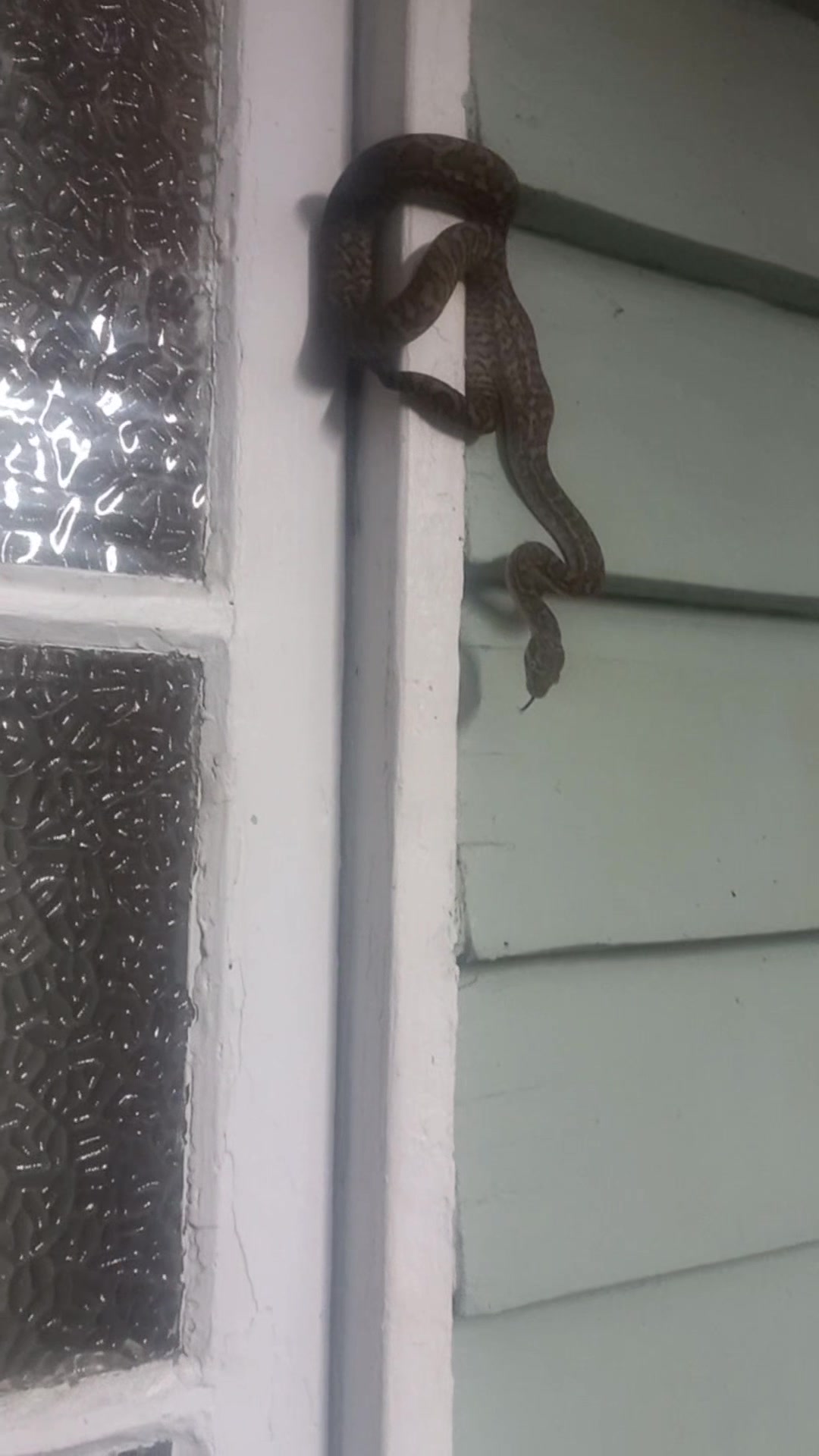 In the last few days we have come across 5 snakes around the house ...